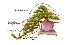 B1pinep120a Juniper Bonsai Cascade Bonsai Indoor Bonsai Tree