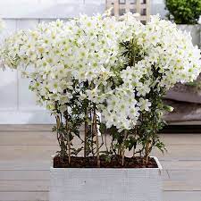 Free shipping on qualified orders. Clematis Cartmanii Avalanche Yougarden
