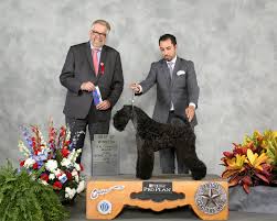 Profile for Kerry Blue Terrier Club of Texas