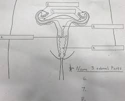 Learn about the female reproductive system's anatomy through diagrams and detailed facts. Female Reproductive System Internal Parts Diagram Diagram Quizlet