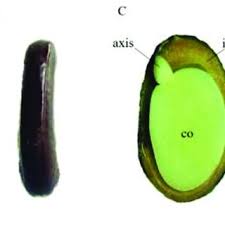 Image result for Crepidorhopalon whytei