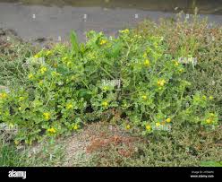 Image result for Grangea maderaspatana