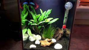 About 0% of these are aquariums, 0% are decorations & ornaments. My New Fluval 2 6 U S 10 L Fish Tank And New Betta Youtube