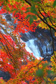 養老渓谷の紅葉 autumn waterfalls beautiful nature photo art
