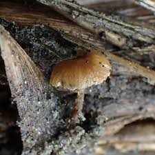 Image result for Simocybe centunculus