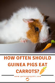Pin On Guinea Pig Care And Advice