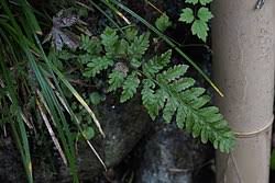 Image result for Deparia