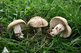 L'italia è nota in tutto il mondo per i suoi porcini. Fungo Di San Giorgio Prugnolo Mr Loto