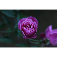 Download mp3 sayang terima kasih gratis, ada 20 daftar lagu sayang terima kasih yang bisa anda download. Kata Orang Bunga Mawar Berwarna Merah Jambu Menggambarkan Flickr