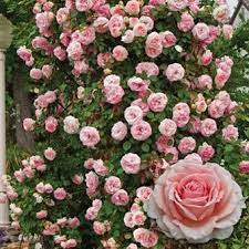 Vines Climbers Pearly Gates Climbing Rose Climbing Roses Hybrid Tea Roses Spring Hill Nursery