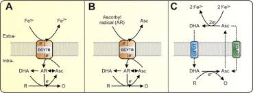 Inhibiting factors are plant components in vegetables, tea and coffee (e.g., polyphenols, phytates), and calcium. The Active Role Of Vitamin C In Mammalian Iron Metabolism Much More Than Just Enhanced Iron Absorption Sciencedirect