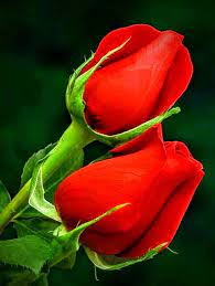 Watch official video, print or download text in pdf. Bunga Bunga Cinta Added A New Photo Bunga Bunga Cinta