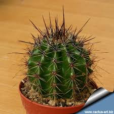 Read on to learn how every part of the cactus plant has become optimized for desert survival. Carnegia Gigantea