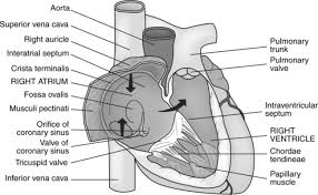 Tetralogy of fallot is characterized by the presence of four anatomical findings of the aorta (overriding aorta) 4. Cardiac And Thoracic Procedures Radiology Key