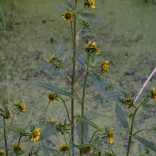 Image result for foto Dvouzubec