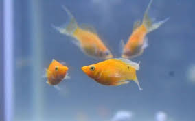 Some of the changes in behavior are that she may. Are Molly Fish Aggressive 18 Things Must Know