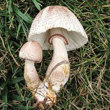 Image result for Leucosphaera