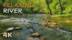 The world has many longest rivers but have you ever thought about which river is the longest? 4k Relaxing River Ultra Hd Nature Video Water Stream Birdsong Sounds Sleep Study Meditate Youtube