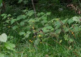 Image result for Solanum aculeatissimum