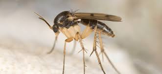 One simple household mistake, and all of sudden your house seems to be covered up in bugs—tiny gnats, to be exact. How To Rid Your Home Of Gnats