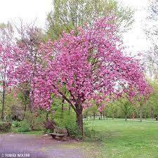 Also called a japanese flowering cherry, the kwanzan is easily one of the most dazzling and showiest of all cherry trees. Buy Affordable Kanzan Cherry Trees At Our Online Nursery Arbor Day Foundation Buy Trees Rain Forest Friendly Coffee Greeting Cards That Plant Trees Memorials And Celebrations With Trees And More