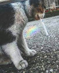 kedisin mutlu saniyolar kedi tumblr gokkusagi