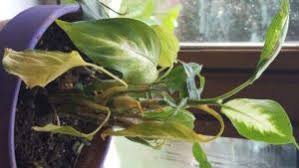 Why Dieffenbachia Gets Yellow Leaves Houseplant 411 Yellow Leaves On Plants Yellow Leaves Dieffenbachia Houseplant