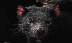 Kasımpaşa canavarı karanlığa karıştı ve sonrasında onu gören kimse olmadı. Nesli Tukenecek Hayvanlar Listesindeki Tazmanya Canavarlari