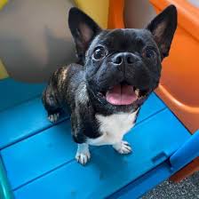 Check spelling or type a new query. Why The Boston Terrier Pug Mix Will Make You Happy K9 Web