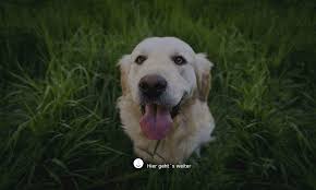 Eine anwohnerin hatte sich auch beschwert, weil mein hund sie immer anbellt, wenn sie in ihrem garten ist und mein hund in meinem garten. Hund Das Bellen Abgewohnen 10 Wirkungsvolle Tipps Bei Dauerbellen