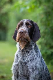 Image result for český fousek stavba těla