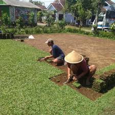 👉harga rp.450.000 satu karung ( isi 6 meter) sudah termasuk ongkir. Jual Jual Rumput Jepang Di Banyuwangi Rp 15 000 Permeter Persegi Kota Surabaya Rumput Taman Surabaya Tokopedia