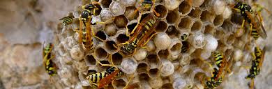 Hilfe beim wespennest im haus oder garten ratgeber haus garten wespe im wespennest stock photo download image now istock wespe bund hessen file wespennest am jahrtausendlebensturm jpg wikimedia commons wespennest hashtag on twitter wespennest wespennest foto heiko wruck heiko wruck flickr 30 hochwertige wespennest bilder und fotos getty images. Gefahr Aus Dem Wespennest Was Tun Garten Diybook De