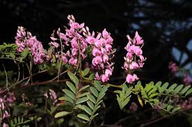 Image result for Indigofera cylindracea