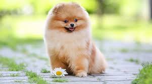 Give your pomeranian food to eat 3x a day, this will give you a good spread of meals for your pomeranian. Teacup Pomeranian Breed Information Puppy Costs More