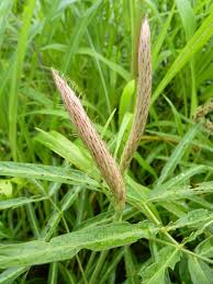 Image result for Uraria