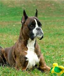 Boxer Boxer Dogs Dogs Boxer Puppies