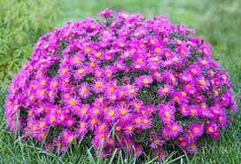 какие цветы посадить на клумбе чтобы цвели все лето фото Kust Alpijskoj Astry Kakie Nizkoroslye Cvety Posadit V Klumbu Chtoby Cveli Vse Leto Vidy I Sorta Ras Klumby Kompozicii Cvetnikov Pochvopokrovnye Rasteniya