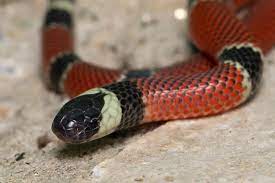 Micrurus alleni alleni schmidt 1936 micrurus nigricinctus alleni schmidt 1936 micrurus nigrocinctus yatesi dunn 1942 micrurus alleni richardi taylor 1951 micrurus yatesi taylor 1954 micrurus nigricinctus yatesi — smith 1958 micrurus alleni alleni — roze. Korallenotter Coral Verdadeira Reptilien Amazonas Portal