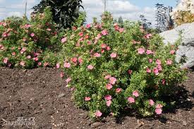 Moreover, its foliage has excellent fall color in shades of yellow, orange, and red. Dwarf Flowering Shrubs For Small Gardens And Landscapes