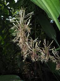 Image result for Dracaena aubryana