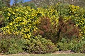 Image result for Chrysanthemoides monilifera