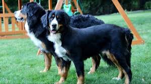 I am a lifelong lover of all things animal and have experience breeding and showing dogs since 2003. Grand Haven Family Adopts Dog Rescued From Puppy Mill Wzzm13 Com