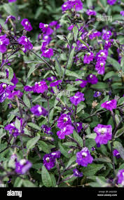 Image result for Browallia americana