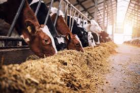 2,848 Cow Eating Fodder Royalty-Free Photos and Stock Images | Shutterstock
