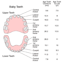 I was just surprised that she was still losing baby teeth at age 11! Anatomy And Development Of The Mouth And Teeth Children S Wisconsin