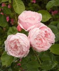 His rose uses a twisting maneuver that makes the petals look like they curl out from the center of the flower. The Most Fragrant Roses For Your Garden Better Homes Gardens
