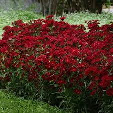 Browse our collection and find colorful perennials for your usda hardiness zone 5 garden. Dianthus Rockin Red Red Perennials Perrenial Flowers Shade Perennials
