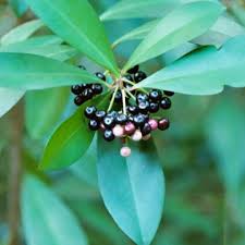 Image result for Ardisia buesgenii
