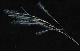 Image result for Stipagrostis uniplumis